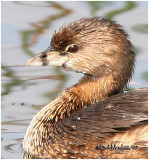 Pied-bill Grebe