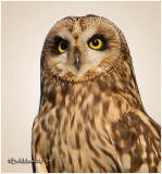 FIRST ITALIAN OWL FESTIVAL - LOMBARDY NORTH  ITALY