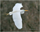 Great Egret