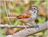 Swamp Sparrow - Darker Variation