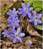 Round-lobed Hepatica