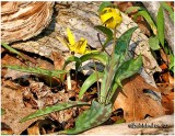 Trout Lily