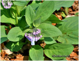VIRGINIA BLUE BELLS