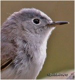 Blue-gray Gnatcatcher