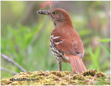 Brown Thrasher