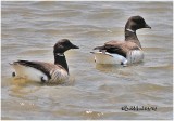 Brant