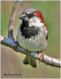 House (English) Sparrow-Breeding Male