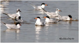 FORSTER'S TERNS