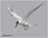 FORSTERS TERN - 1st Year