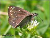 COMMON SOOTYWING