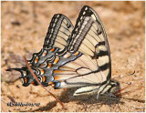Appalachian SwallowtailPterourus appalachiensis