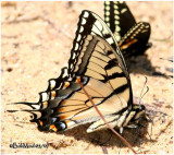 <h5><big>Appalachian Swallowtail<br></big><em>Pterourus appalachiensis</h5></em><BR>