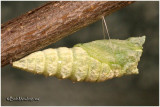 Early Pupa Stage