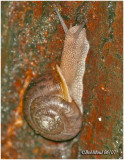 SNAIL