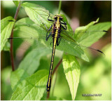 Black-shouldered Spinyleg