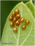 Leaf Footed Bug Eggs