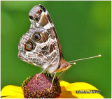 American LadyVanessa virginiensis