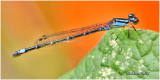 AMERICAN BLUETS- Genus Enallagma