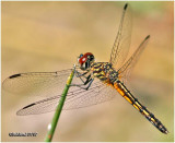 Blue Dasher-Immature Female