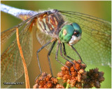 Blue Dasher-Male