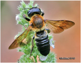 Giant Resin Bee