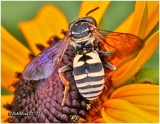 Cuckoo Bee