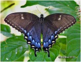 <h5><big>Eastern Tiger Swallowtail-Black Form, Always Female<br></big><em>Papilio glaucus</h5></em><BR>