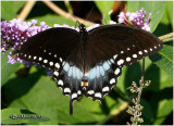 Spicebush Swallowtail-MalePterourus troilus