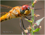 Wandering Glider