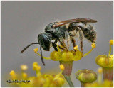 Sweat Bee-Female