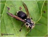 Bald Faced Hornet