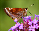 Zablulon Skipper-Female