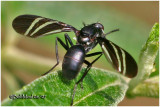 Black Onion Fly-Male