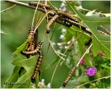 <h5><big>Orange-tipped Oakworm Moth Caterpillar Infestation<BR></big><em>Aniseta senatoria #7719</h5></em>