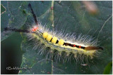 <h5><big>White-marked Tussock Moth Caterpillar <BR></big><em>Orgyia leucostigma #8316</h5></em>