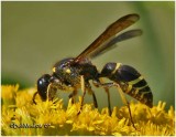 Mason Wasp-Female