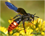 BEES-WASPS-HORNETS (Hymenoptera)