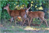 Twin Fawns