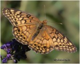 <h5><big>Variegated Fritillary<br></big><em>Euptoieta claudia</h5></em>