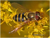 Syrphid Fly-Female