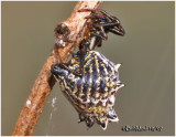 Spined Micrathena-Female