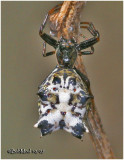 Spined Macrathena-Female