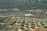 olive orchards