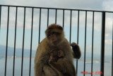 wild monkeys