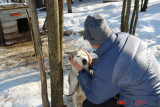 dog sledding with yves