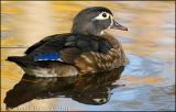 Female Wood Duck in the Fall ...
