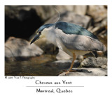 Black Crowed Night Heron -- Bihoreau Gris ...