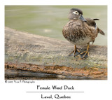 Female Wood Duck ...