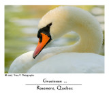 Swan ... (August 2007)