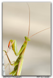 Whazzup ...  (Mante Religieuse/Praying Mantis)